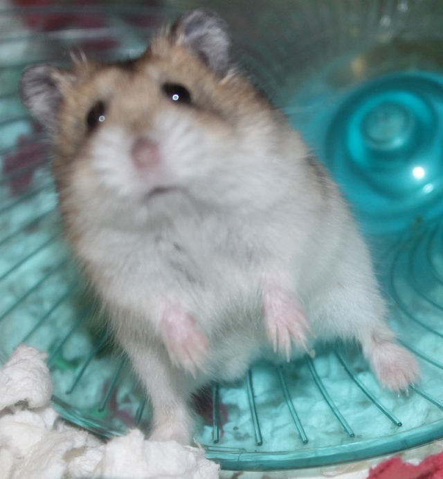 Rest in peace, Flint the hamster ♥ Img_9323