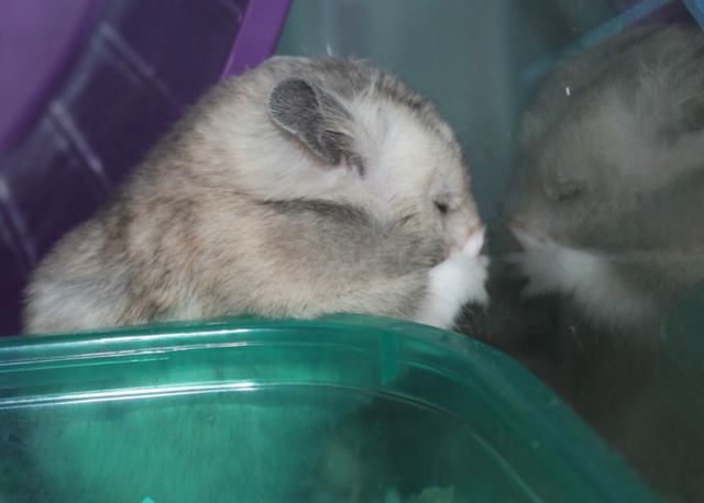 New hammy :) Img_9515