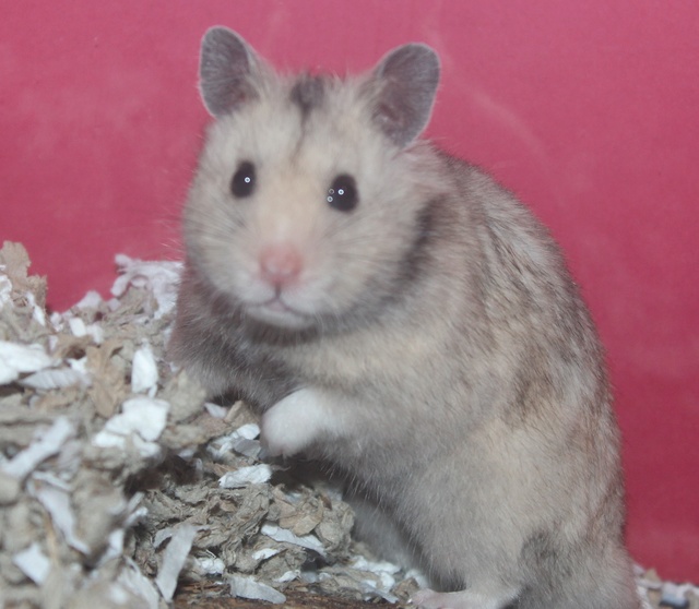 New hammy :) Img_9519