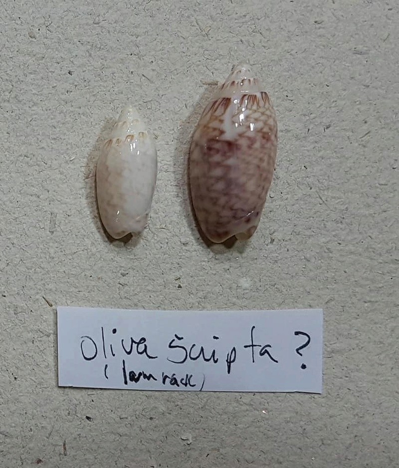 Americoliva lilacea (Paulmier, 2013) - Worms = Oliva lilacea (Paulmier, 2013) Olivid11
