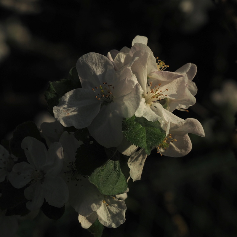 fleurs de pommier P4261012