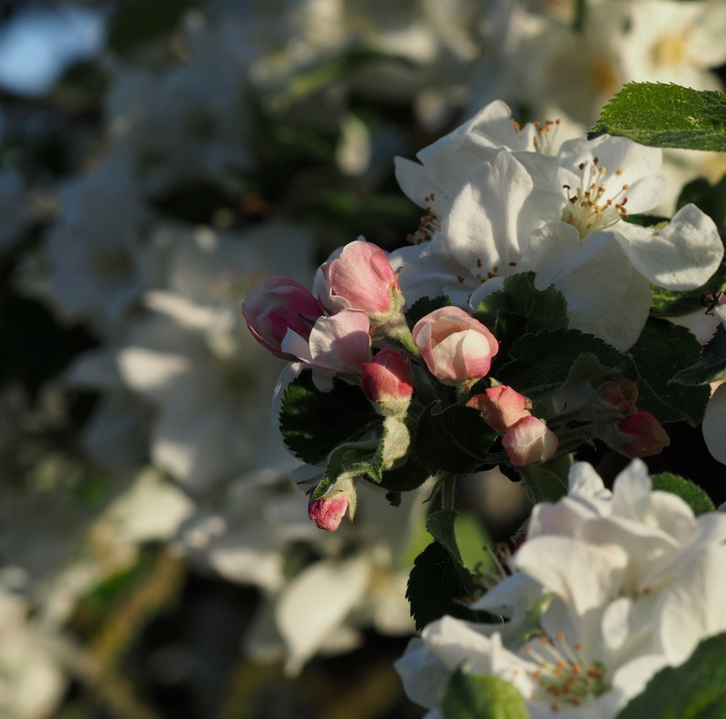 fleurs de pommier P4261014