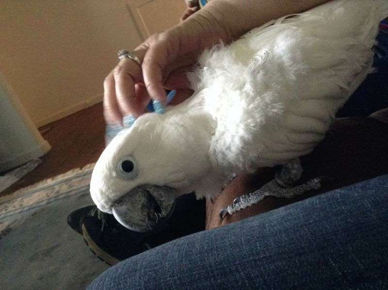 Casper the Cockatoo 35ada910