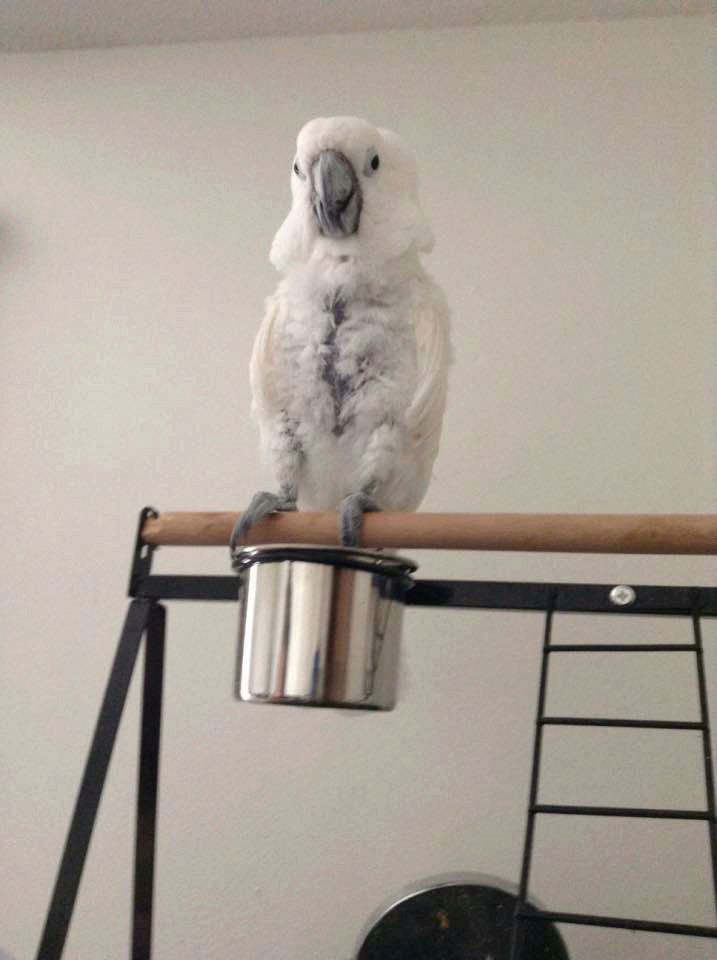 Casper the Cockatoo 38785910