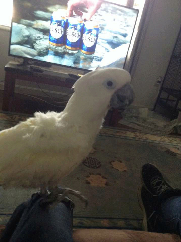 Casper the Cockatoo C2545f10