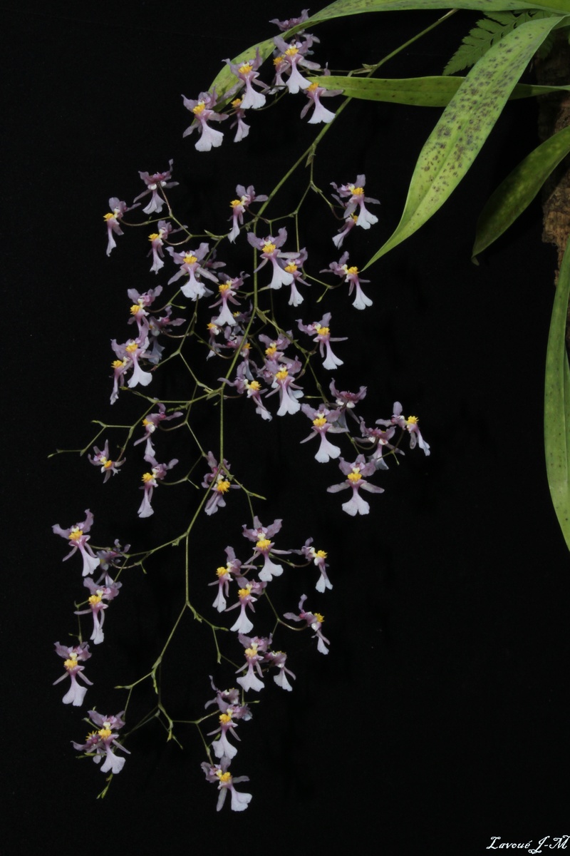 Oncidium sotoanum Img_3015