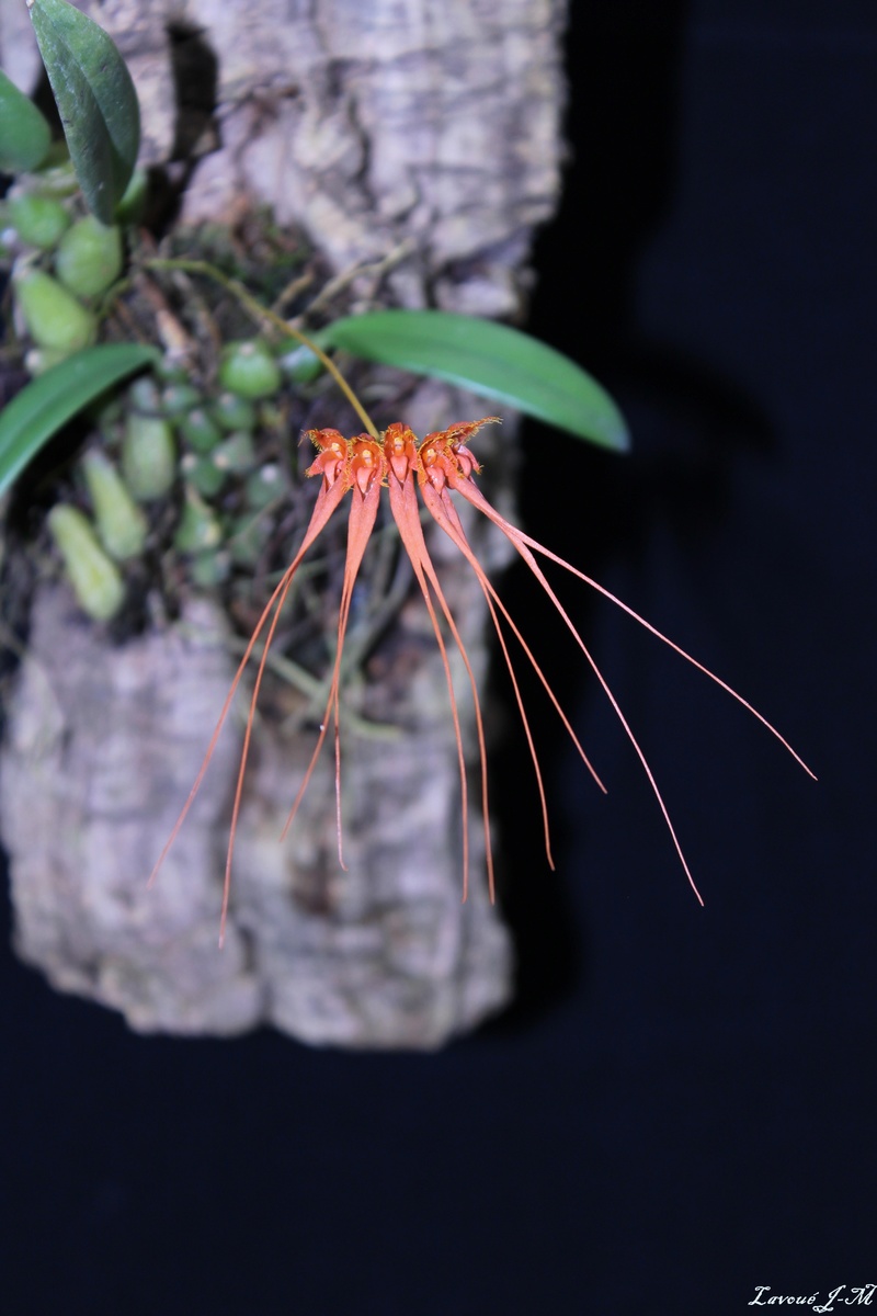 Bulbophyllum tingabarinum Img_3114