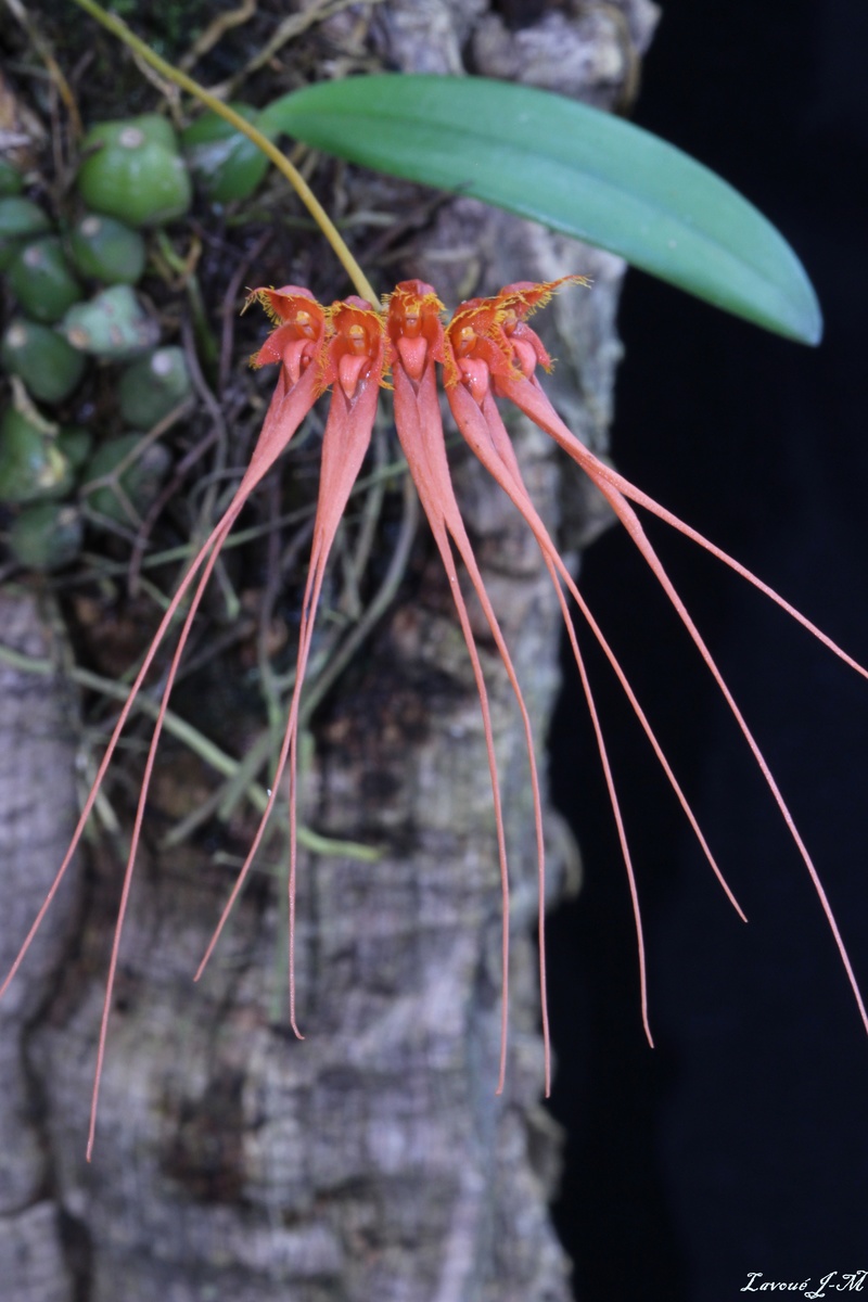 Bulbophyllum tingabarinum Img_3115