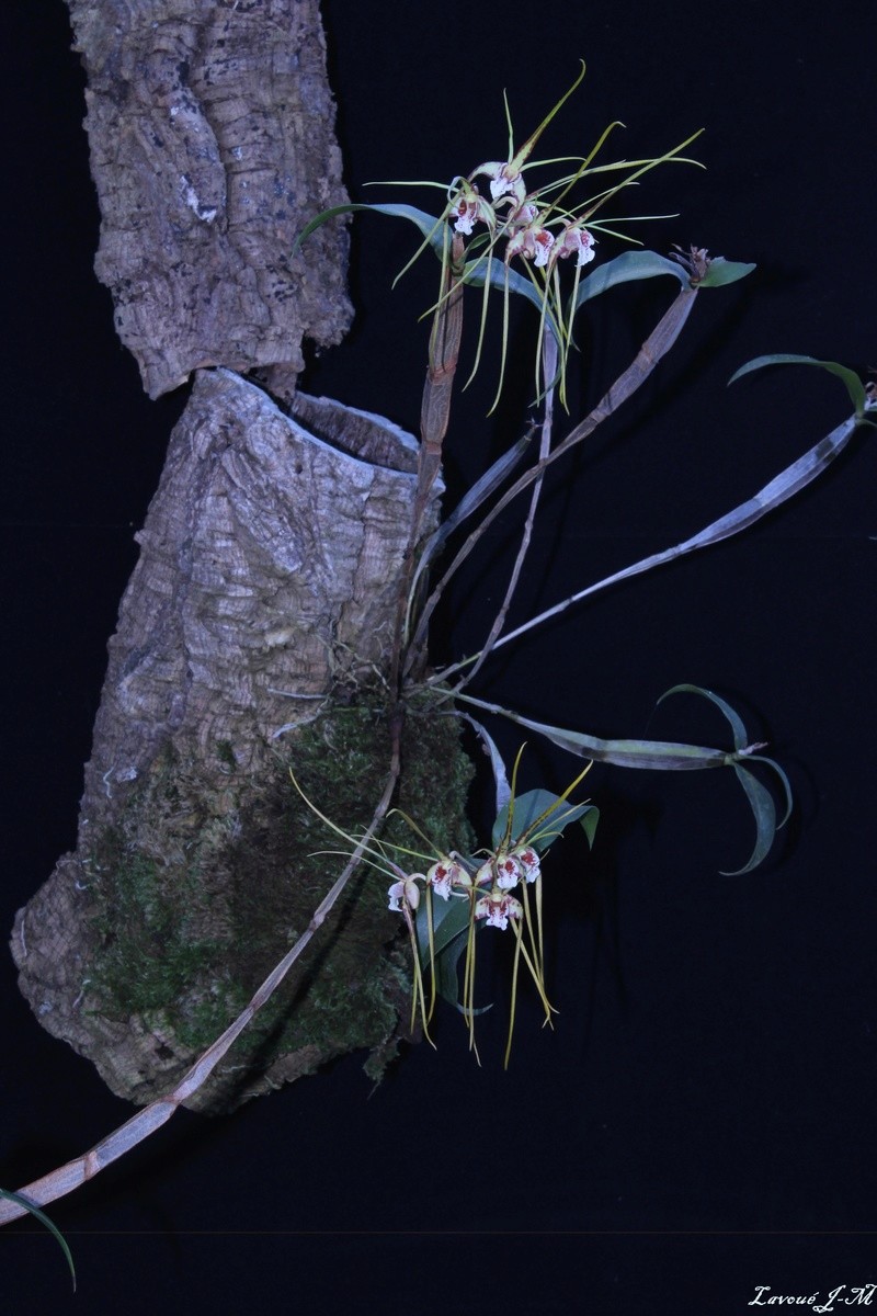 Dendrobium tetragonum var. giganteum Img_3116