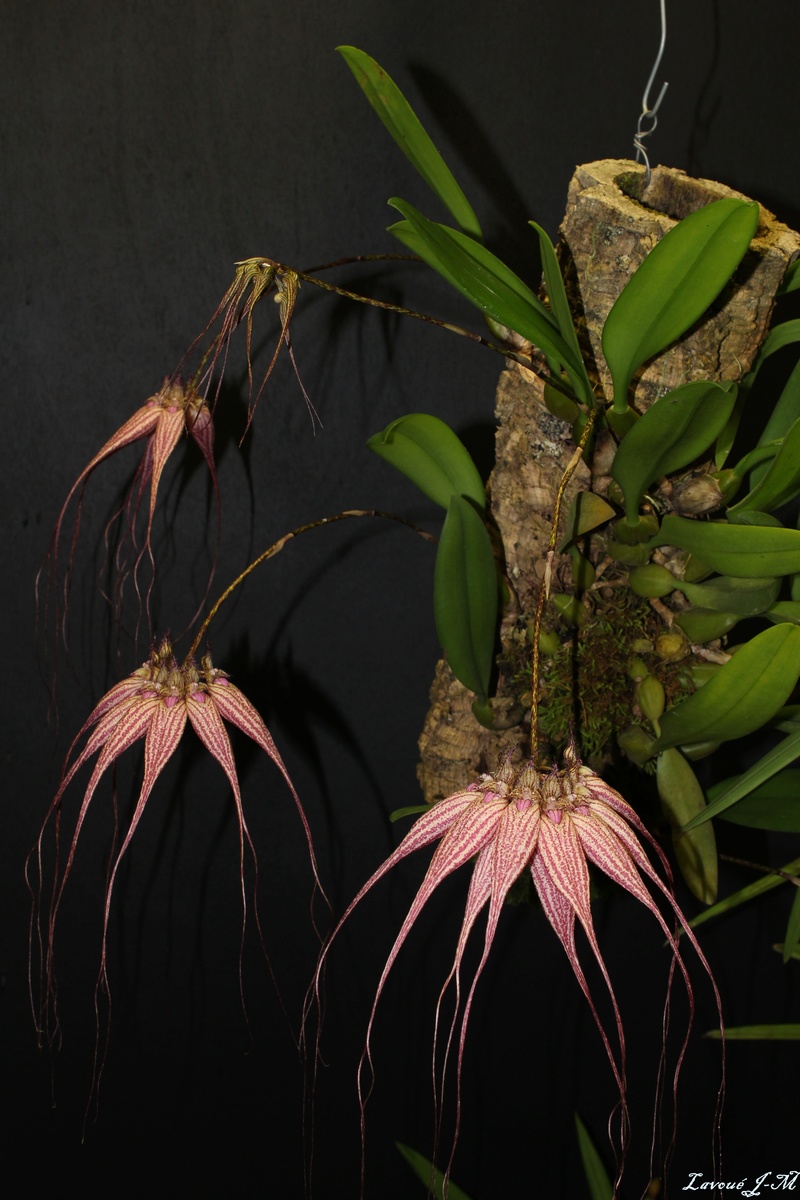 Bulbophyllum Elizabeth Ann 'Buckleberry' Img_3117