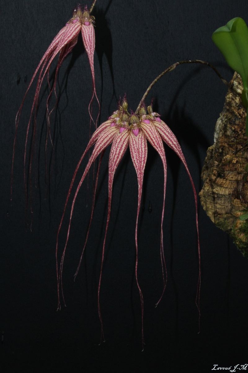 Bulbophyllum Elizabeth Ann 'Buckleberry' Img_3118