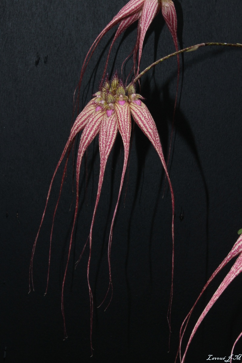 Bulbophyllum Elizabeth Ann 'Buckleberry' Img_3119