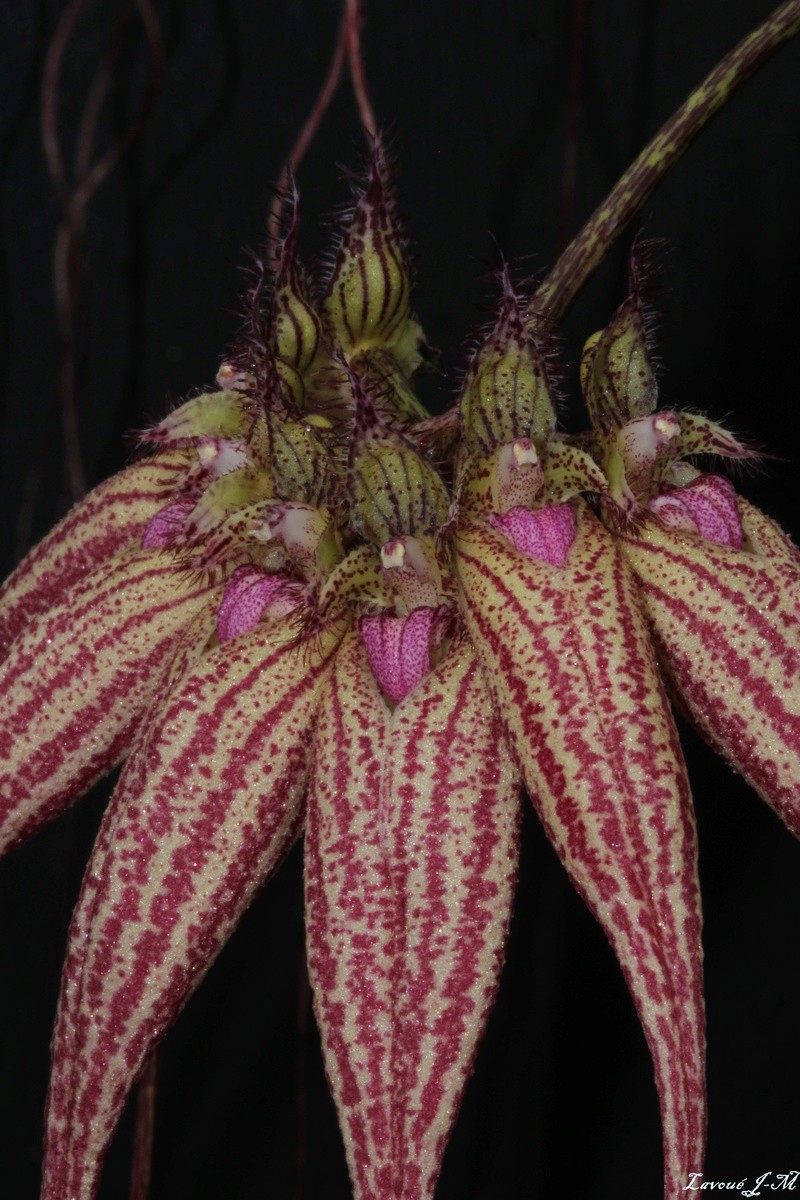 Bulbophyllum Elizabeth Ann 'Buckleberry' Img_3120
