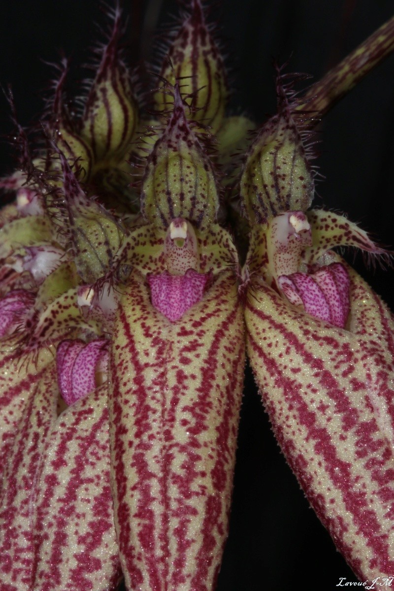 Bulbophyllum Elizabeth Ann 'Buckleberry' Img_3121