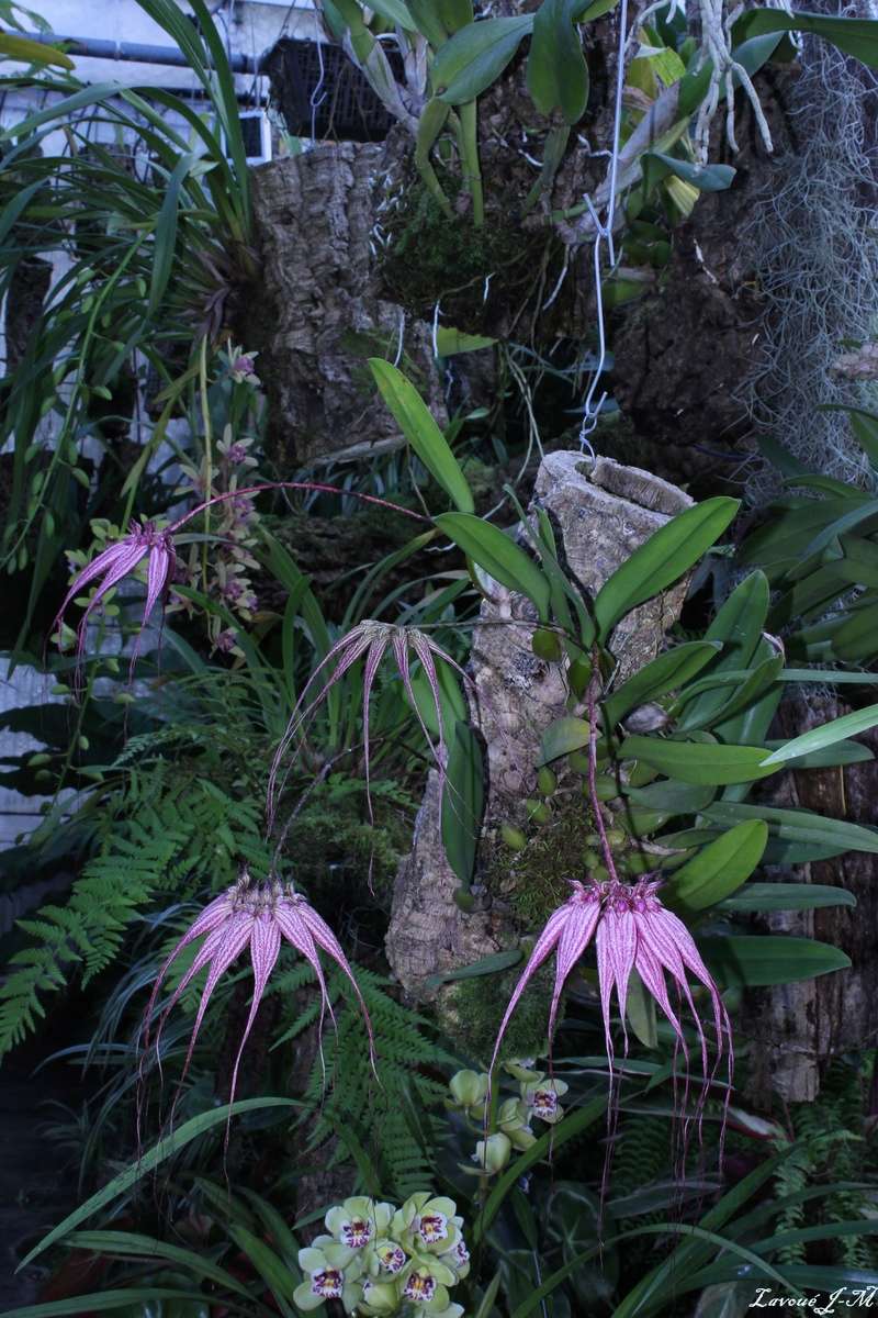 Bulbophyllum Elizabeth Ann 'Buckleberry' Img_3214