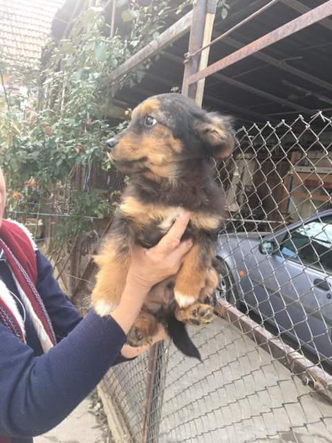 PAULIE, M-X, né 11/2017, sera taille ? (ORASTIE/RUE) Chiot de ELIZA - En FA chez Sonia D. (Suisse) Fb_i4371