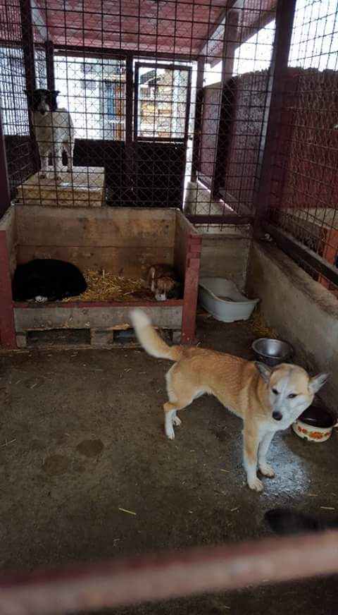MUSHU, M-X, 25 kg, né ?? (FOURRIERE/ORASTIE) Adopté par Refuge GALIA Fb_i4999