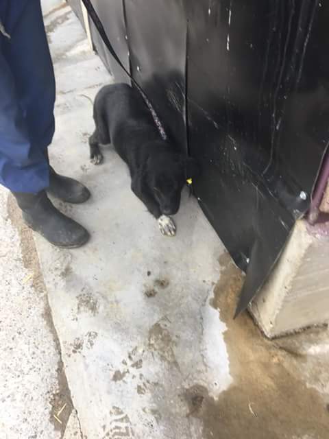 URGENCES CHIENS ET CHATS D ORASTIE - ROUMANIE - Page 38 Fb_i5478