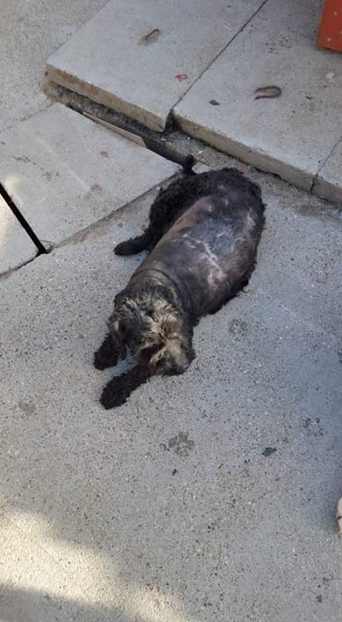 BESSY F-X, Née 2016 taille moyen 14 KG (ORASTIE/RUE)- ENERGIQUE et JOUEUSE -Résa adoption Allemagne Fb_i6628