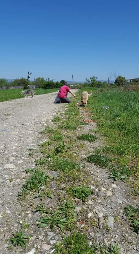 URGENCES CHIENS ET CHATS D ORASTIE - ROUMANIE - Page 39 Fb_i6798