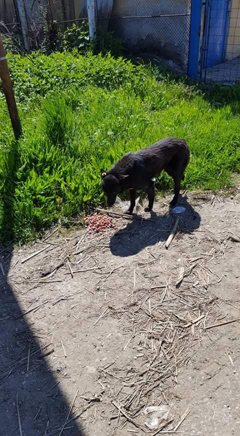 URGENCES CHIENS ET CHATS D ORASTIE - ROUMANIE - Page 39 Fb_i6799