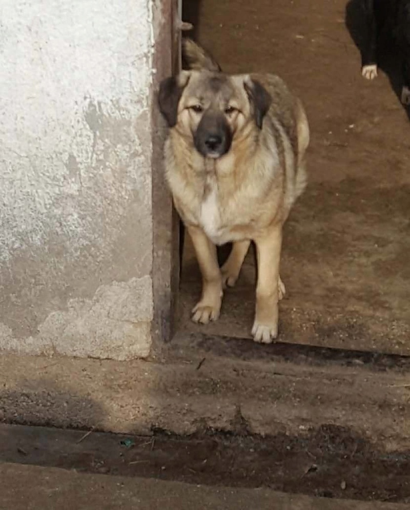 AMANDO, M-X, né 2017 (ORASTIE/RUE) -CHIOT DE DAÏNA - Pris en charge Refuge Pas si bêtes - Recei256