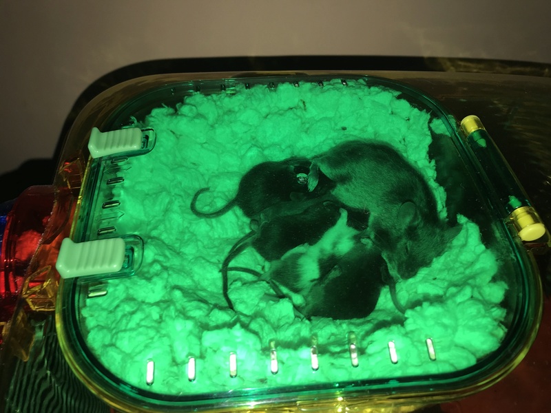 New to mice 7214ec10