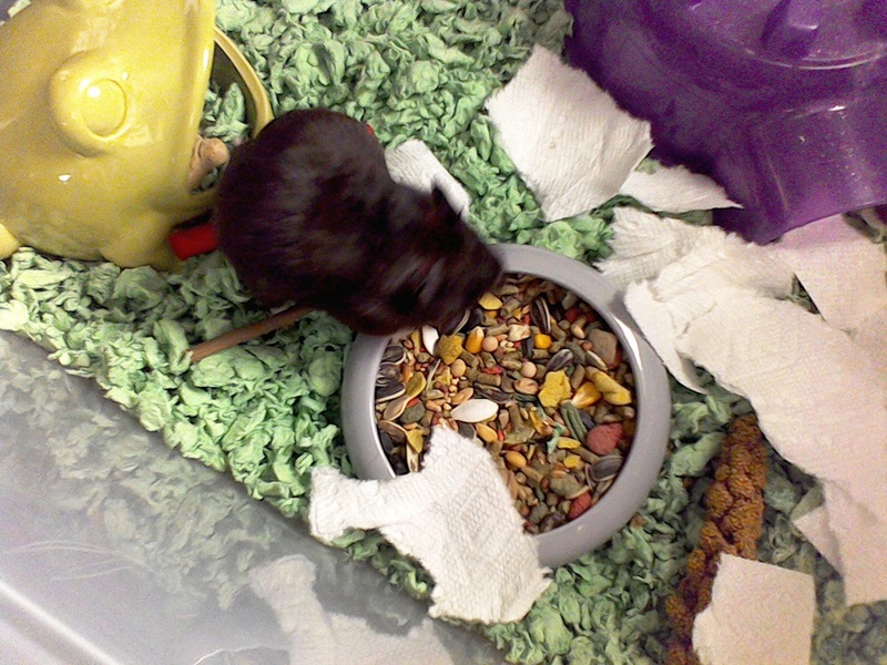 I got a Syrian hamster today!!! Mypc_w20