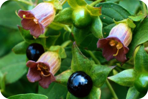 Белладонна (Красавка) (Atropa Belladonna L.) Eazz10