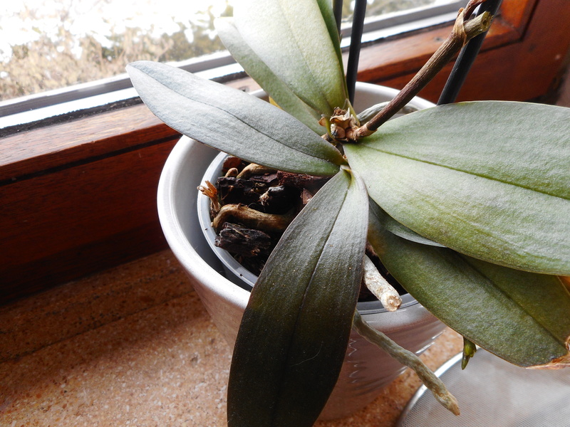 Orchideen 2 (fortlaufende Seiten 200 bis 300) - Seite 100 Dscn1314