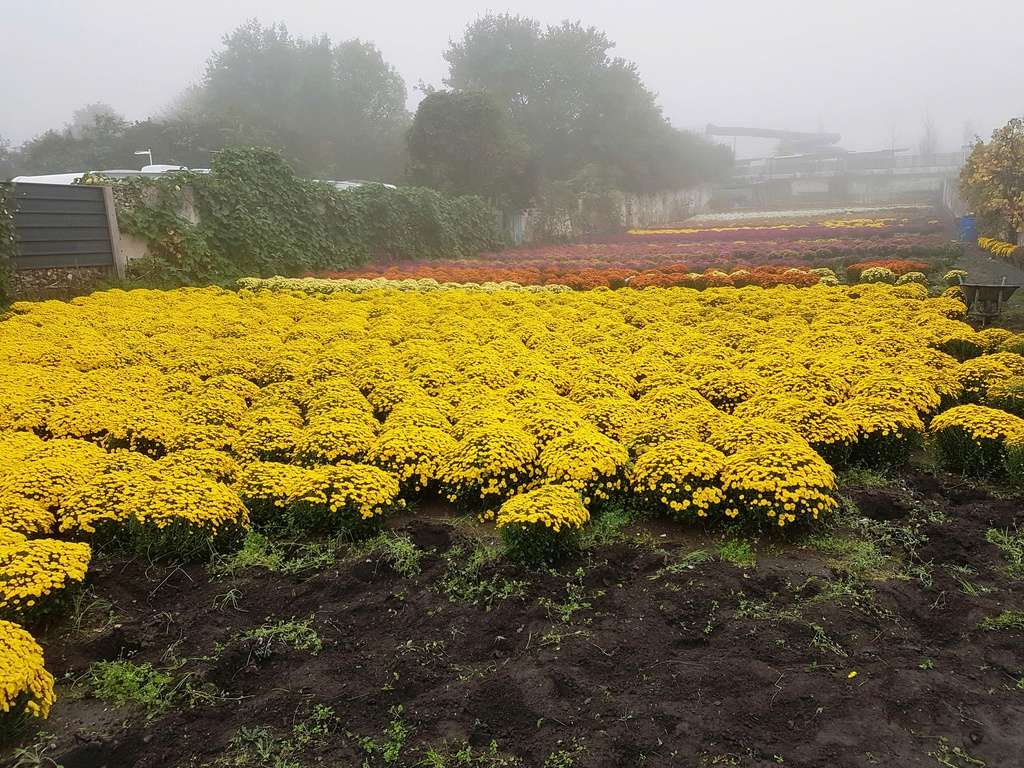 Chrysanthèmes et autres fleurs 20171013