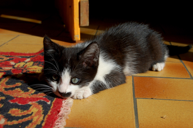 Ganoush et Adolf, deux chatons - ADOPTÉS Dsc_0412