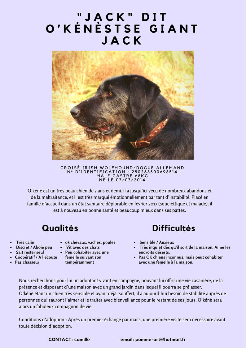 Okénèstse Giant Jack, un géant au coeur tendre ADOPTÉ - Page 3 Jack_d11