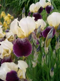 Iris 'Salonique' - Flora [identification] Iris-g10