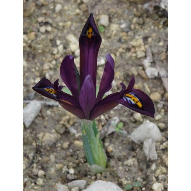Iris reticulata - Page 3 Iris_r10