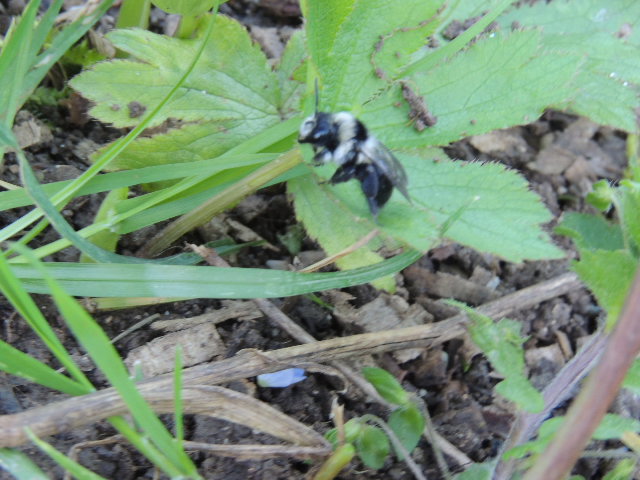 Une abeille noire et blanche ?? RESOLU/ ANDRENA CINERARIA Dscn8923