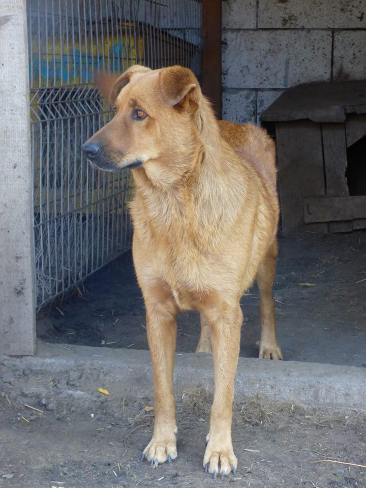 BOSKO NÉ EN 2013 - croisé berger fauve - sauvé en mars 2017 - Parrainé par Ségo_Jack - R-SC- 22687910