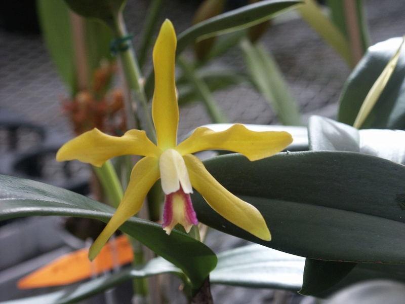 Identifier orchidée probablement un hybride de Cattleya et ?  33383010