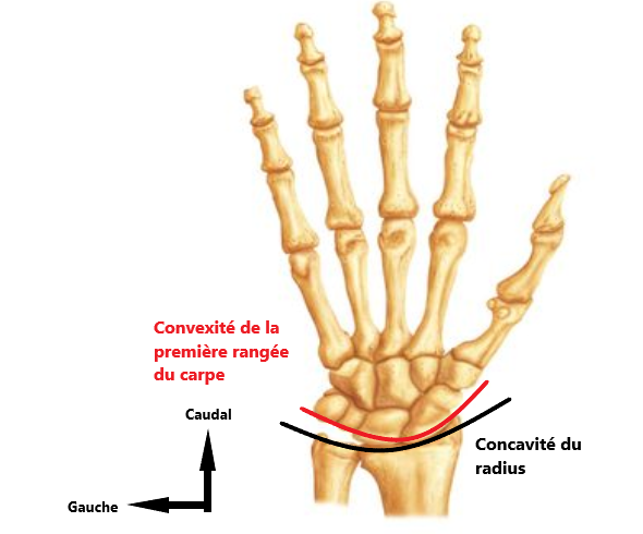 Articulation radio-carpienne Captur13
