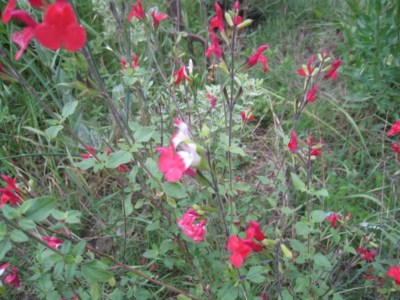 chez moi, en fleurs 00511