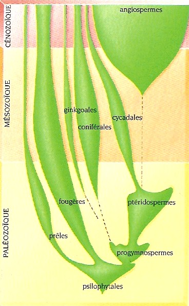 Chapitre 2 De la génétique à l'évolution Biodiv10