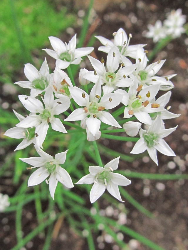 Récolte des semences, plante par plante Ciboul10