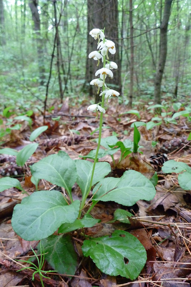 Semis de Pyrola Pyrola10