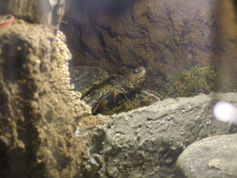 Tortues palustres-Hibernation Imgp0513