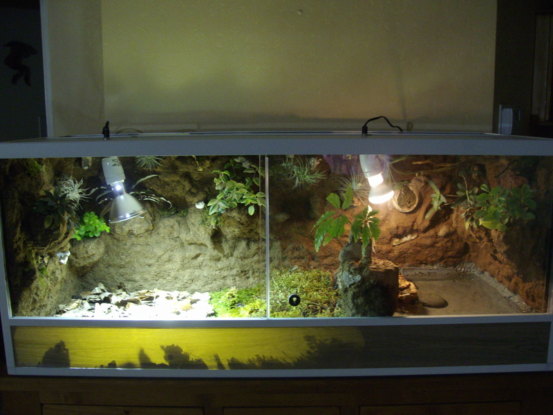 Nouveau terrarium et décor fait maison pour ma Rhino Imgp0728