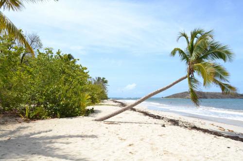 Martinique : plage Des Salines 8801_i10