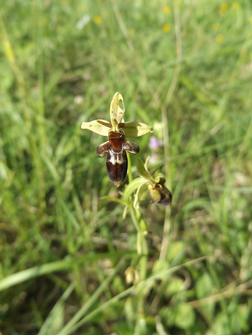 Ophrys insectifera x scolopax (x nelsonii) Dscf8219