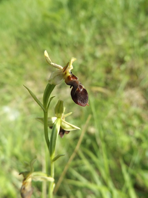 Ophrys insectifera x scolopax (x nelsonii) Dscf8220