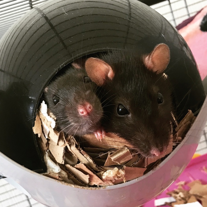 [44 Nantes] Recherche famille aimante pour 2 rates Rats210