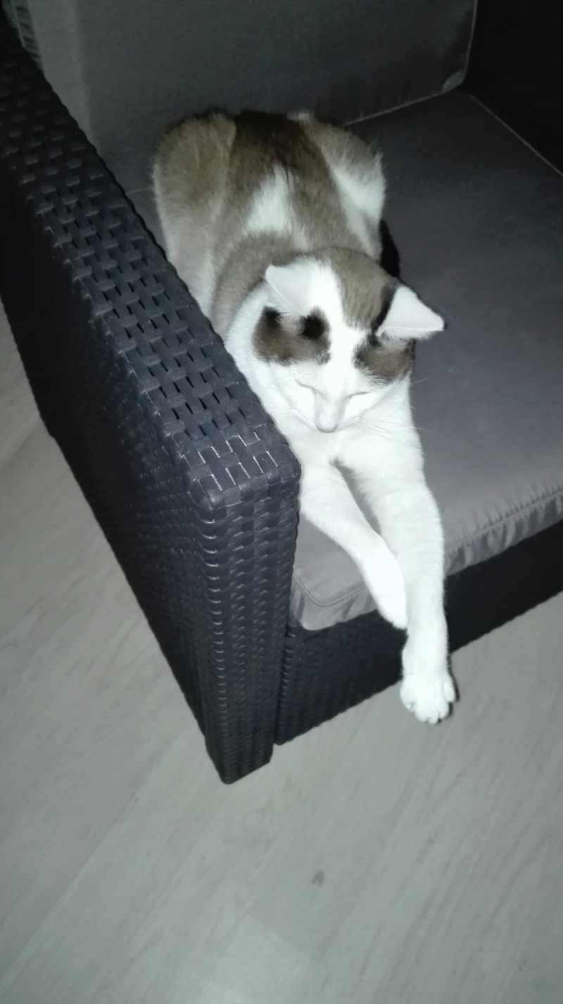 INVICTUS, chat européen marron&blanc, né en 2013, en FA longue durée Img_2087